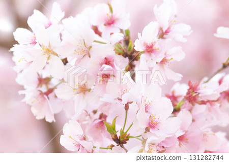 櫻花[品種：高遠小彼岸] 131282744