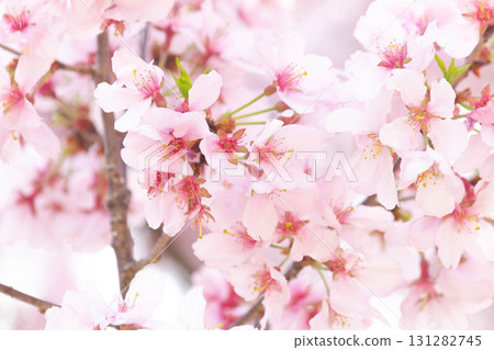 Cherry blossoms [variety: Takato Kohigan] 131282745