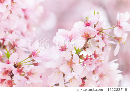 櫻花[品種：高遠小彼岸] 131282746