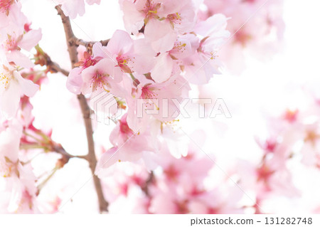 櫻花[品種：高遠小彼岸] 131282748