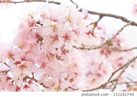 櫻花[品種：高遠小彼岸] 131282749