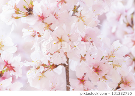 櫻花[品種：高遠小彼岸] 131282750