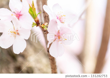 Cherry blossoms [variety: Takato Kohigan] 131282753
