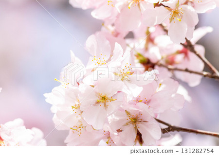 Cherry blossoms [variety: Takato Kohigan] 131282754
