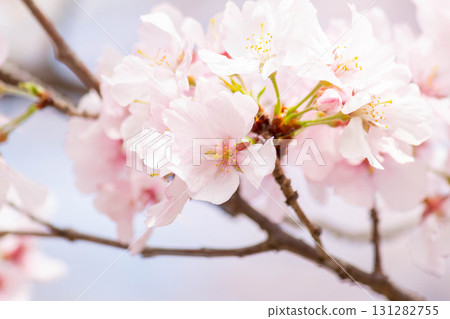 櫻花[品種：高遠小彼岸] 131282755