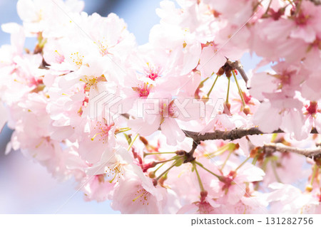 櫻花[品種：高遠小彼岸] 131282756