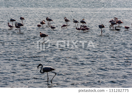 Flamingos near Walvis Bay Flamingos near Walvis Bay 131282775