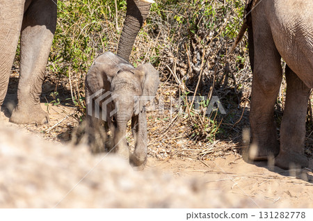 Desert Elephant in Namibia Desert Elephant in Namibia 131282778