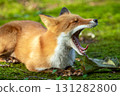 Yawning wild red fox 131282800