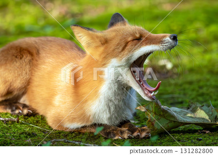 Yawning wild red fox 131282800