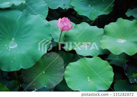 Lotus flower at the waterside Lotus flower at the waterside 131282872