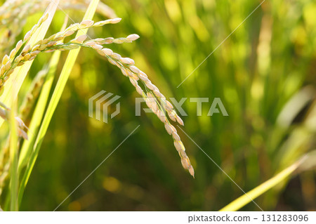 Rice early harvest 131283096