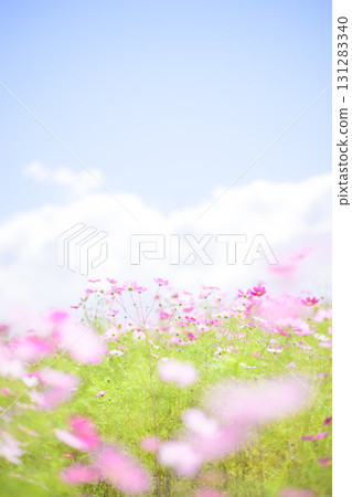 盛開的波斯菊和藍天（特殊攝影造成的柔和色調） 131283340