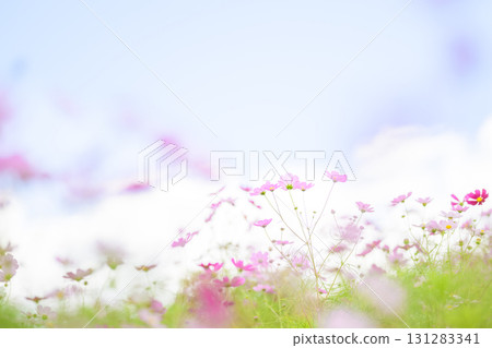 Cosmos in full bloom and blue sky (soft tone due to special photography) 131283341