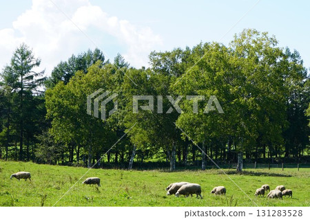 Sheep grazing peacefully 131283528