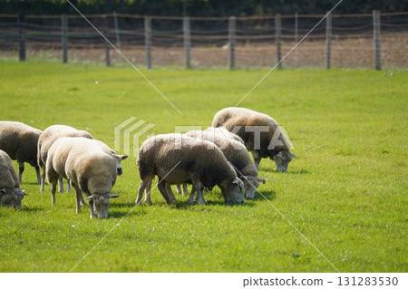 Sheep grazing peacefully Sheep grazing peacefully 131283530