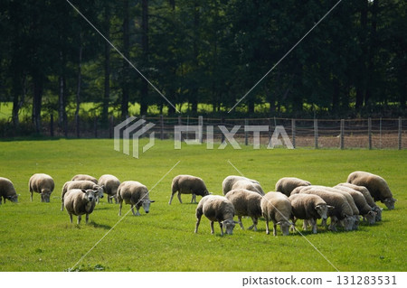 Sheep grazing peacefully 131283531