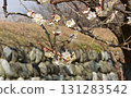 梅花樹 131283542