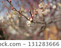 梅花 131283666