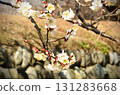 梅花 131283668