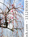 梅花 131283669