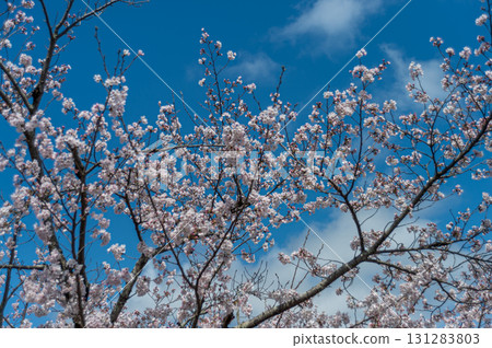 盛開的櫻花在藍天中閃耀 131283803
