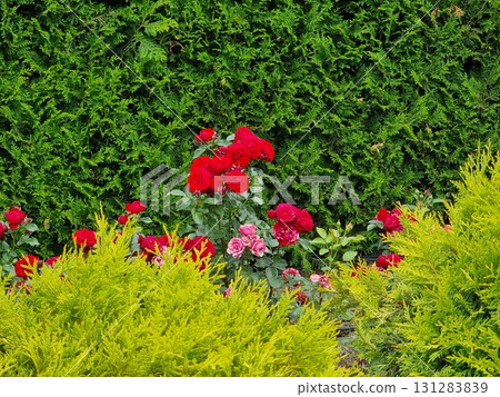 Beautiful Botanical Shot, Natural Wallpaper Beautiful Botanical Shot, Natural Wallpaper 131283839