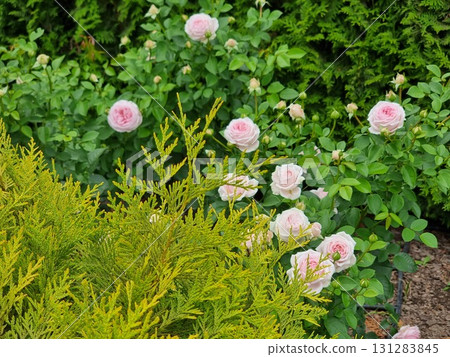 Pink Roses In The Garden 131283845