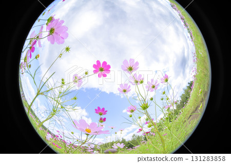 盛開的波斯菊(魚眼鏡頭) 盛開的波斯菊(魚眼鏡頭) 131283858