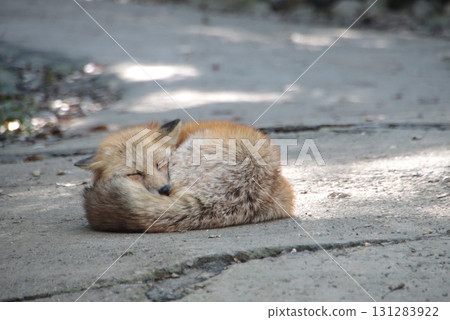 狐狸打瞌睡 131283922