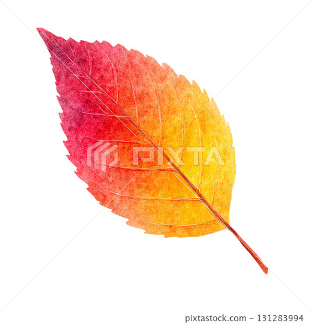 秋葉的簡單插圖素材 | 秋天，落葉，透明PNG 131283994