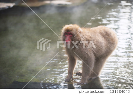 snow monkey on hot spring pool in winter at sunset in Jigokudani, Nagano 131284043