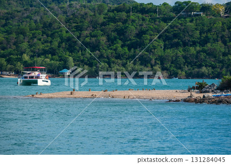 Many monkeys on beach of Koh Larn, Pattaya, Chonburi, Thailand Many monkeys on beach of Koh Larn, Pattaya, Chonburi, Thailand 131284045