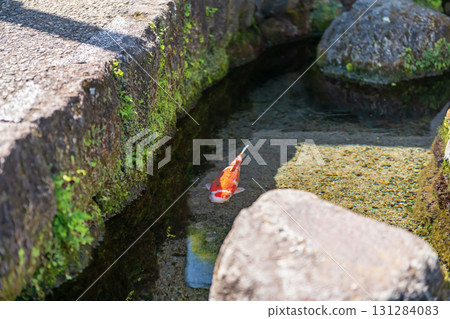 Red carp fish swim along water passage of roadside, Shimabara Red carp fish swim along water passage of roadside, Shimabara 131284083