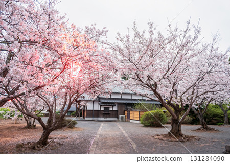 pink sakura blossom and light up lantern at Asahigaoka park, Kashima 131284090