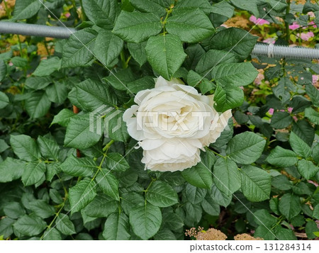 Beautiful White Flower In The Garden Beautiful White Flower In The Garden 131284314