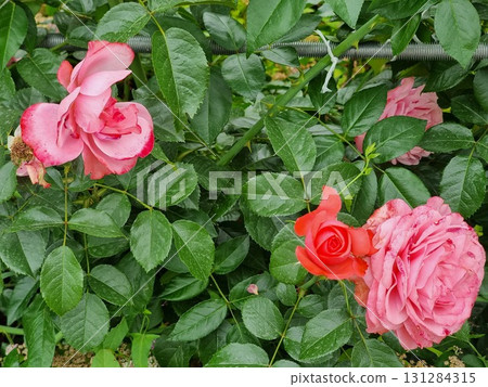 Pink Roses In The Garden Pink Roses In The Garden 131284315