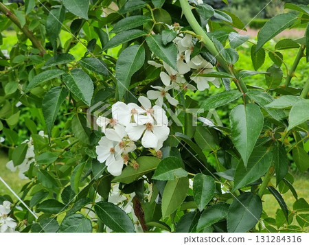 Beautiful botanical shot, natural wallpaper. Rosa "Blanda". Beautiful botanical shot, natural wallpaper. Rosa "Blanda". 131284316