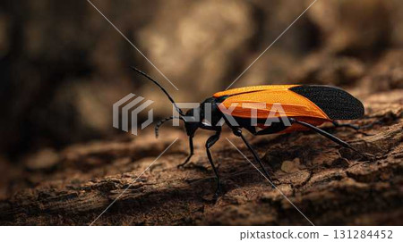 Net winged Beetle on Tree Bark with Orange Wings Nature Desktop Wallpaper 131284452