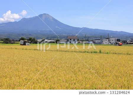 大山與稻穗 1 大山與稻穗 1 131284624