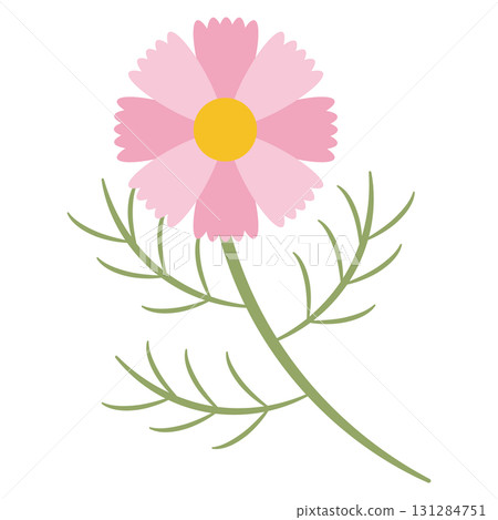 Pink simple cosmos flower 131284751