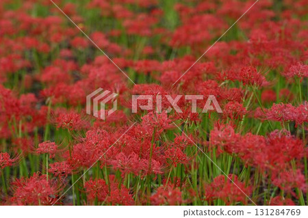 Ninba noodoshigahana 131284769
