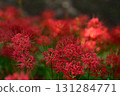 Ninba noodoshigahana 131284771