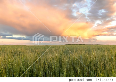 Sunset in prairies, green wheat field and orange sky. 131284873