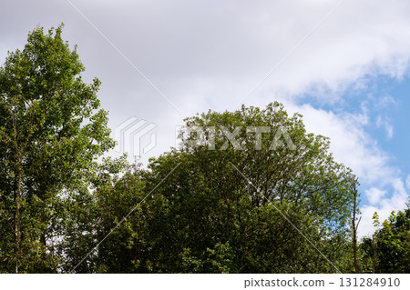 Tall, vibrant trees reach towards a bright blue sky filled with fluffy clouds. The peaceful landscape showcases nature's beauty in a calm environment Tall, vibrant trees reach towards a bright blue sky filled with fluffy clouds. The peaceful landscape showcases nature's beauty in a calm environment 131284910