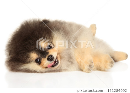 Adorable Pomeranian puppy lying on side with happy smile Adorable Pomeranian puppy lying on side with happy smile 131284992