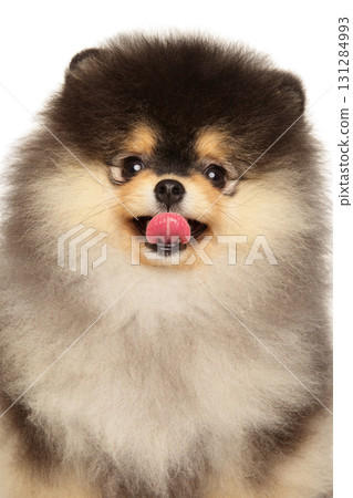 Cute Pomeranian puppy with fluffy face licking its nose Cute Pomeranian puppy with fluffy face licking its nose 131284993