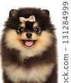 Happy fluffy Pomeranian puppy with bow on head looking forward 131284999