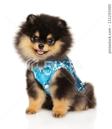 Cute Pomeranian puppy in fancy blue outfit sitting and smiling Cute Pomeranian puppy in fancy blue outfit sitting and smiling 131285000