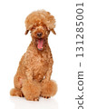 A poodle sits and yawns on a white background 131285001